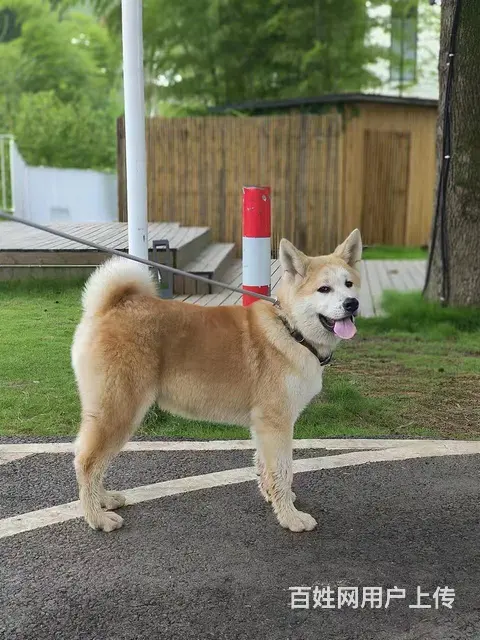 滁州琅琊区寻找一只秋田犬 - 图片 4