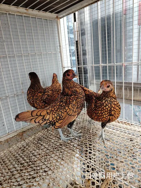 观赏鸡，波兰鸡， - 图片