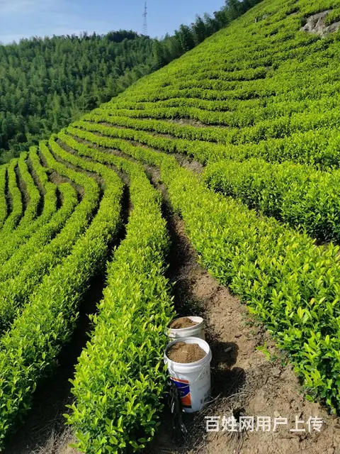 茶叶下油菜饼 提升茶叶品质 原产地直销 - 图片 2