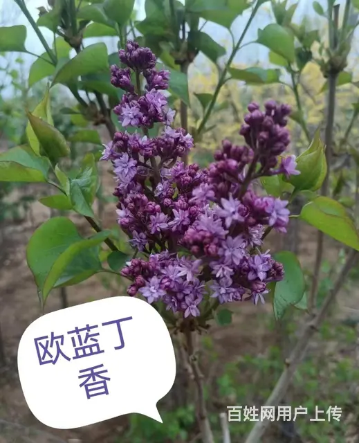 长期出售草坪来电咨询 - 图片 2