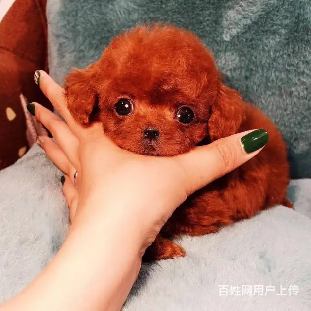 玩具 茶杯泰迪 灰色 白色 咖啡色 品质健康保 - 图片 2