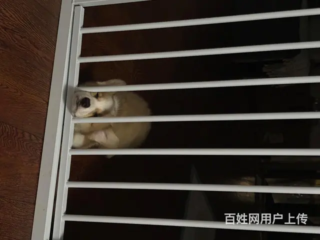 家养柯基转售 - 图片 2