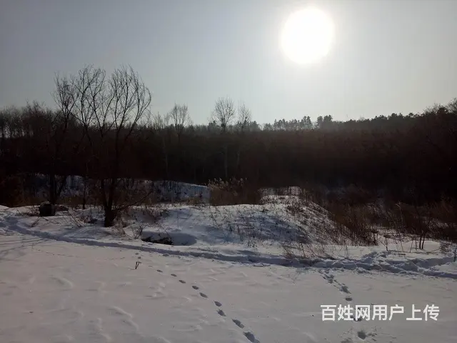 转让造林地 - 图片 8