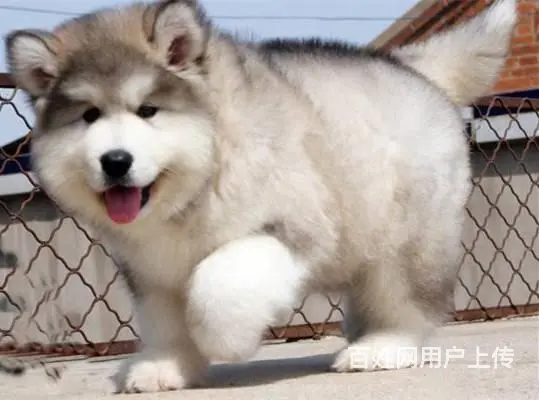 纯种熊版阿拉斯加幼犬 精品家养阿拉斯加犬出售 - 图片 3