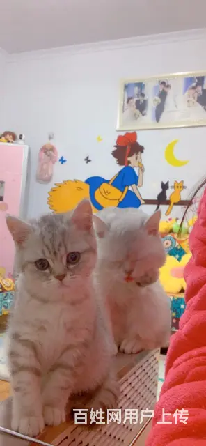 【搞定了！】银渐层3个月小公猫自家母猫生的第一窝 - 图片 2