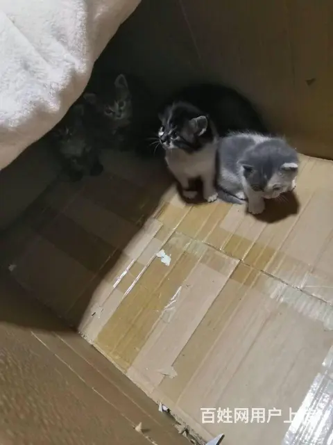出售小猫 - 图片 4