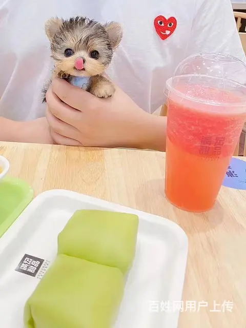 北京 的犬舍出售纯种小体约克夏幼犬 约克夏价格 - 图片 2