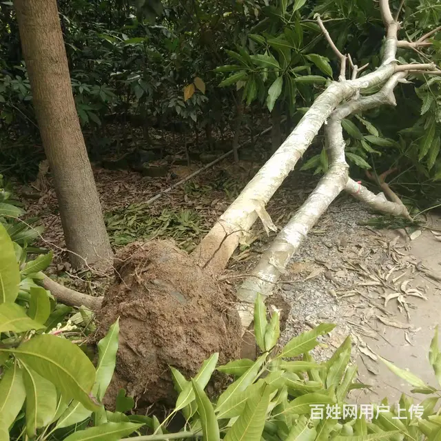 供应各种芒果树苗以及其他水果苗 - 图片 6