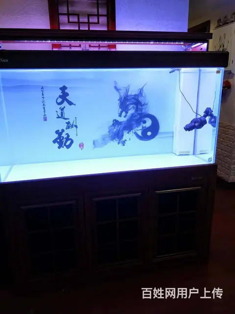 专业清理公司，家庭，大型鱼缸。各类观赏鱼 - 图片 6