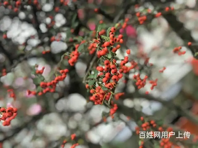 低价出售（出租）个人二手新房 - 图片 1