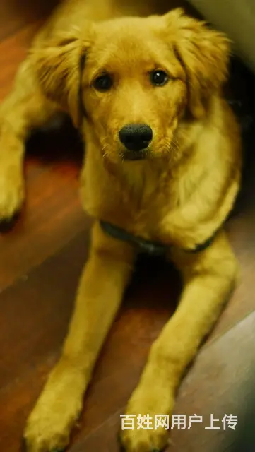 【搞定了！】免费领养金色巡回犬四月驱虫洗澡犬五联可送狗上门 - 图片 3