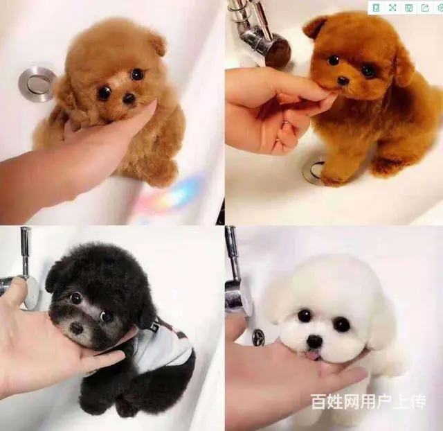 出售精品泰迪幼犬疫苗齐全多只可选 - 图片 9