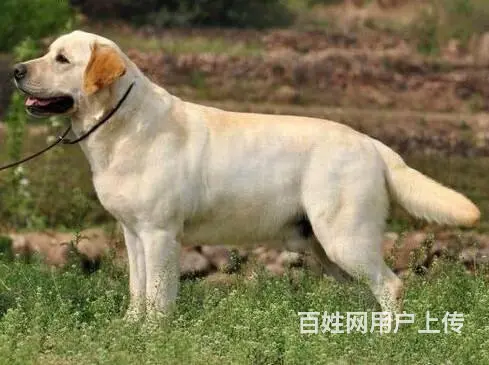 拉布拉多有什么颜色30天包退换签协议 - 图片 3