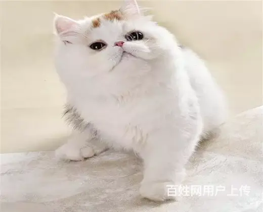 哪里有纯白棉花糖系列波斯猫卖的 波斯猫多少钱 - 图片 1