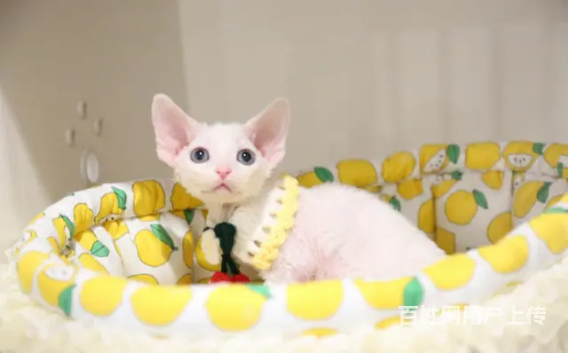 哪里有卖德文卷毛猫的 性格好 不掉毛 高端人士首选 - 图片 2