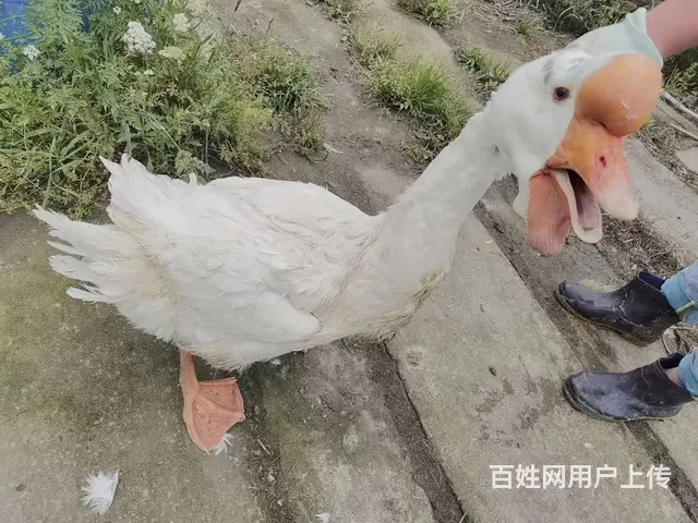 放养鸡鸭鹅 - 图片 1
