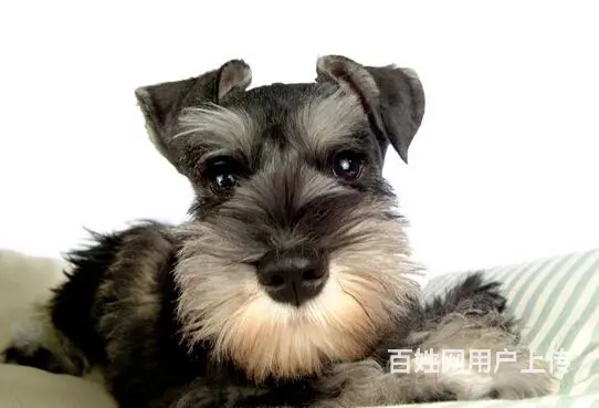 六安正规雪纳瑞犬舍地点联系方式 - 图片 11