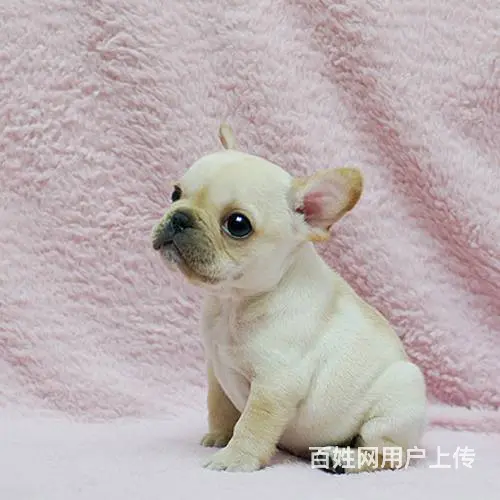 奶油法国斗牛犬价格 哪里有卖法国斗牛犬 - 图片 7