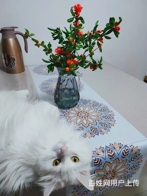 【搞定了！】健康猫咪粘人狮子猫 - 图片 2