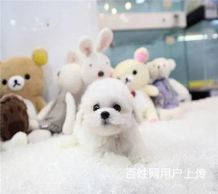 纯种比熊 白色比熊 法系比熊 出售超级可爱的小 - 图片 9