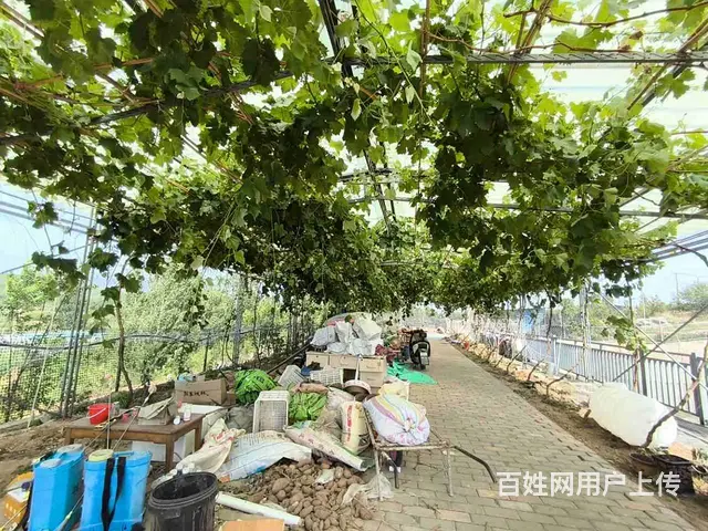【福铺】泰安西|田园农场出租|配套全|交通便利 - 图片 4