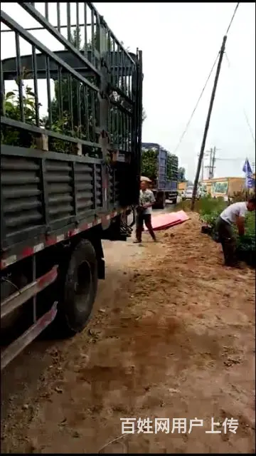 盆景苹果树 果树盆景 占地树(基地直销)盆景批发 - 图片 5