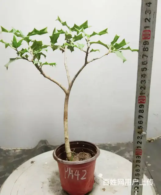 德聚缘花木盆景达人盆景总监盆景艺术总监杨世毅先生 - 图片 3