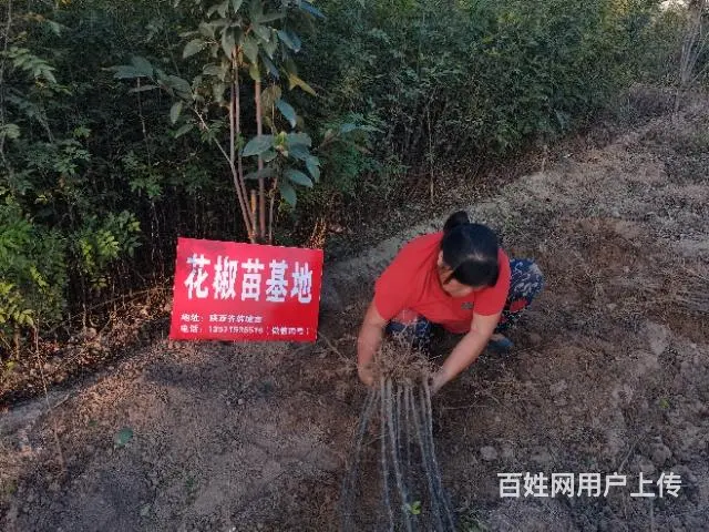 韩城花椒苗基地 韩城大红袍花椒树苗批发 - 图片 6