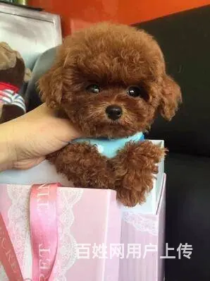 通辽泰迪多少钱一只 泰迪价格 茶杯犬泰迪 泰迪幼犬 - 图片 2