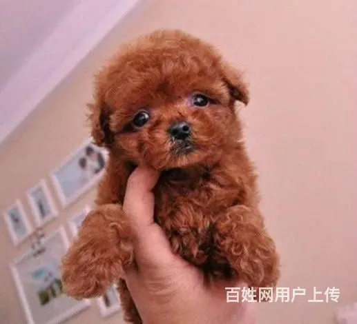 玩具 茶杯泰迪 灰色 白色 咖啡色 品质健康保 - 图片 9