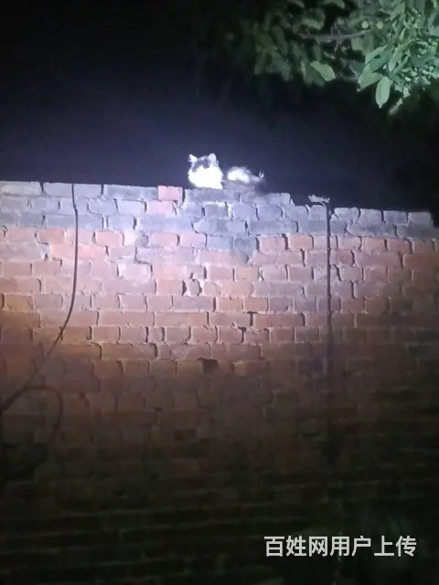 安阳专业的找猫团队，安阳找猫团队，安阳找猫成功率高 - 图片 1