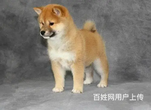 顶级血统柴犬 疫苗做齐 签正规合同 - 图片 10