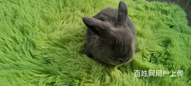 长期出售各种宠物兔 - 图片 9