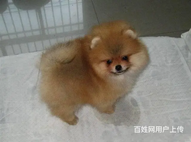 纯种赛级博美幼犬、包健康现场检测、不纯全额退款 - 图片 4
