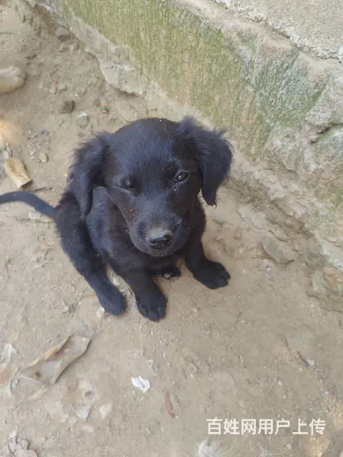 个人拉布拉多犬狗肉价 - 图片 7