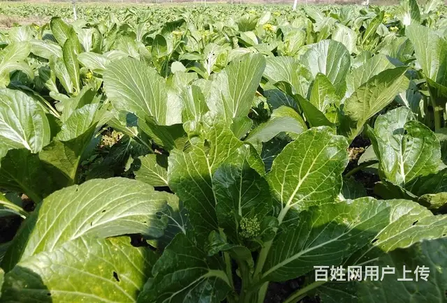 广州食堂食材配送，康来福农产品集团，冷链车保鲜配送 - 图片 3