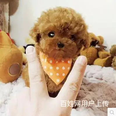 通辽泰迪多少钱一只 泰迪价格 茶杯犬泰迪 泰迪幼犬 - 图片 9