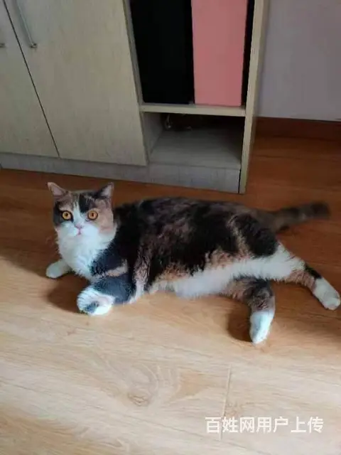 宠物猫领养 - 图片 2