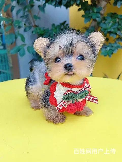 本地犬舍出售小体纯种茶杯犬约克夏保健康签协议 - 图片 2