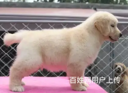 邢台金毛多少钱一只 邢台金毛怎么卖 邢台金毛价格 - 图片 4