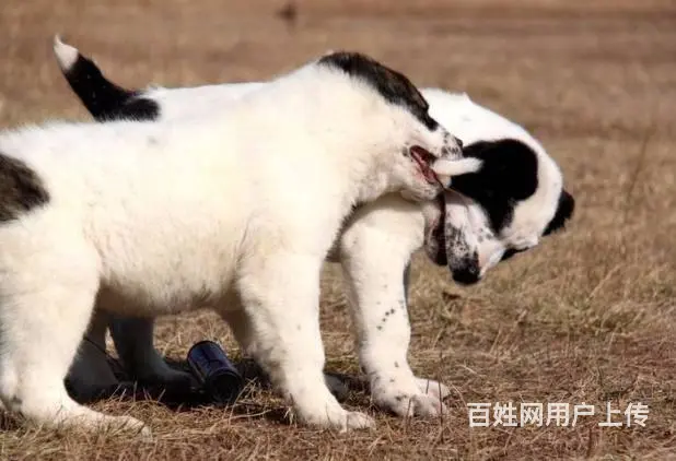精品中亚牧羊犬体型完美 大骨架 保健康 疫苗齐全 - 图片 12