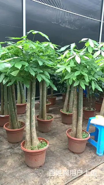 云南昆明斗南美旗农业科技有限公司基地直供鲜花盆栽 - 图片 7