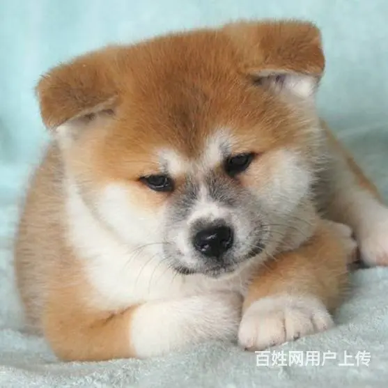 广州买狗首选推荐 正规犬舍 纯种秋田犬多只待售 - 图片 6