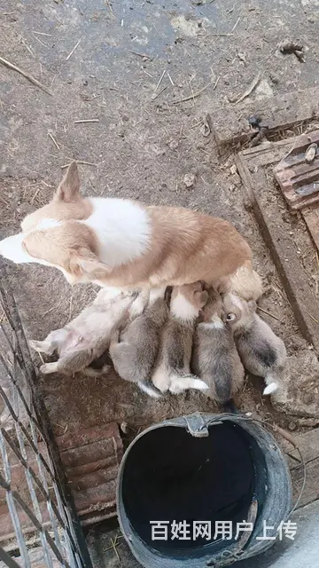 奶牛脸柯基幼犬 - 图片 2