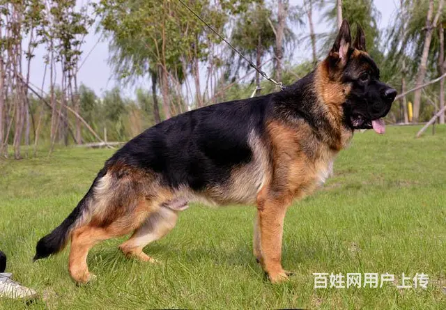纯种德牧 锤系德牧 正宗德国黑背 用诚信做生意 - 图片 5