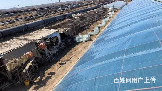 俩棚要卖 - 图片 5