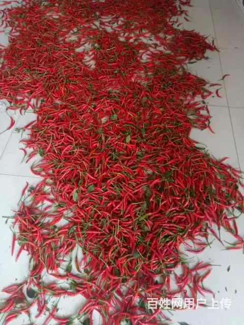 自家种的小米辣，朝天椒！ - 图片 2