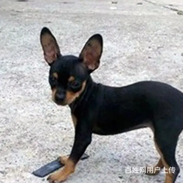 六安哪里什么地方有卖小鹿犬 小鹿犬高品质幼犬 - 图片 11