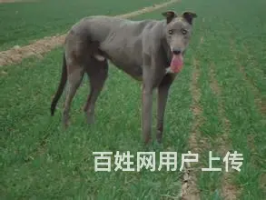 绍兴狗场常年出售：格力、灵缇、惠比特 - 图片 5