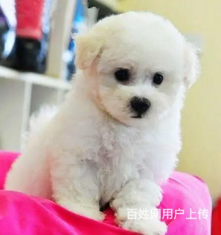 出售纯种比熊幼犬小体茶杯比熊多少钱比熊图片 - 图片 4